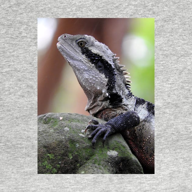 Eastern Water Dragon by kirstybush